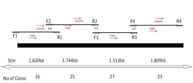 HPV genome의 PCR에 사용된 Primer와 이들의 위치