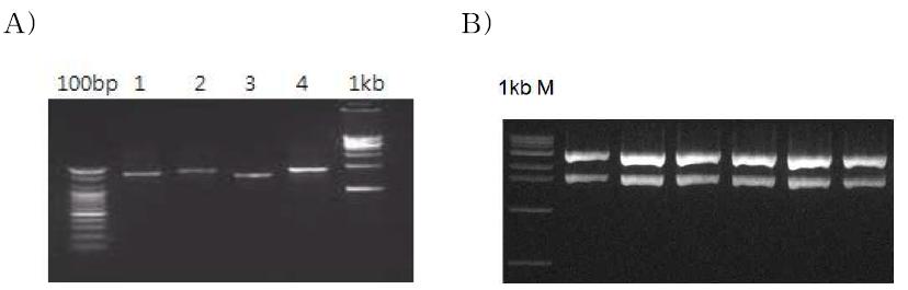 HPV genome의 PCR 증폭 및 클로닝