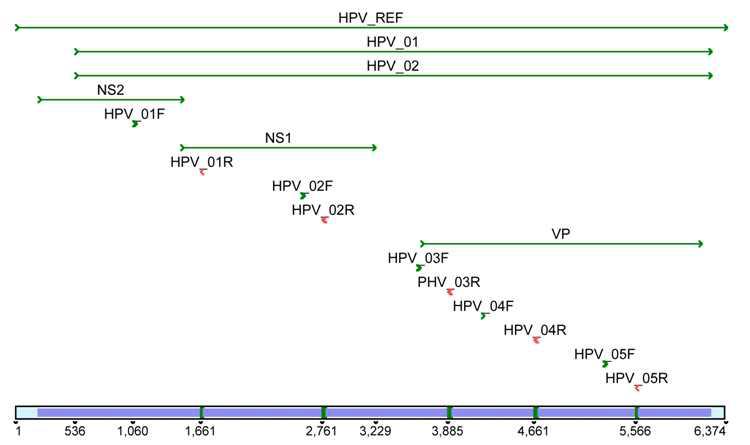 HPV 검출을 위한 primer 위치