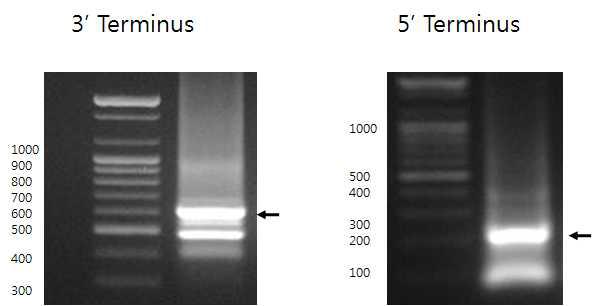 RACE를 이용한 HPV genome의 3′ 말단과 5′ 말단의 증폭