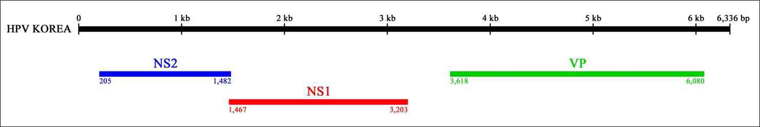 HPV 한국 균주 (FcDNV) 게놈이 암호화 하고 있는 단백질의 개괄도.