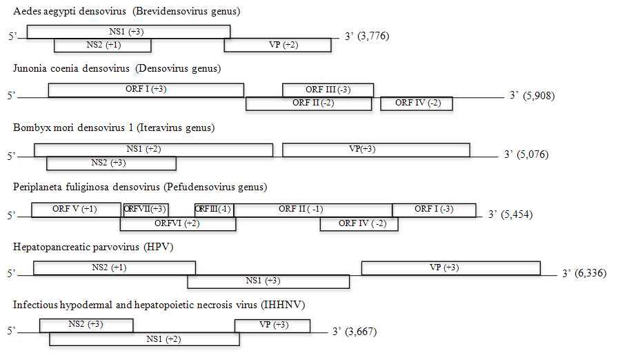 HPV와 Densovirinae 아과에 속하는 바이러스의 게놈 구조 비교