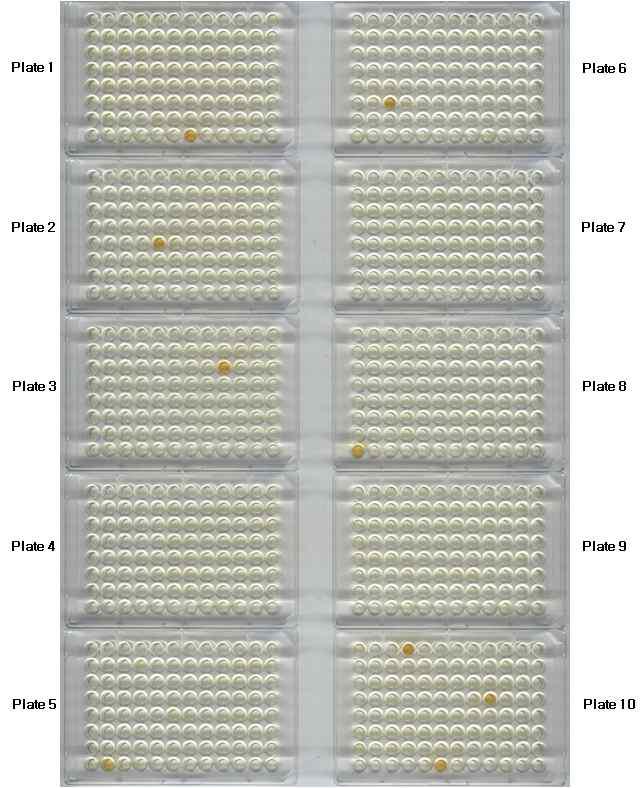 ELISA를 이용한 HPV VP에 대한 단클론 항체 생산 세포주의 선별.