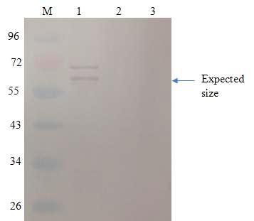 코돈 최적화 재조합 단백질에 대한 단클론 항체의 웨스턴블롯