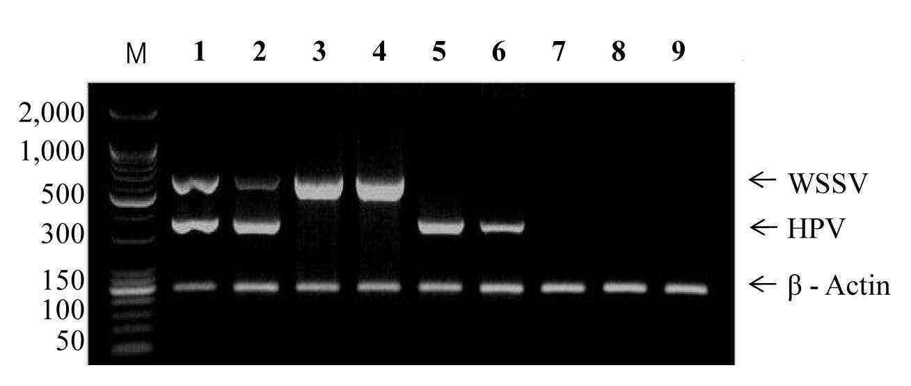 멀티플렉스 PCR을 이용한 WSSV와 HPV 동시 감염 검출 결과