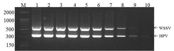 WSSV와 HPV에 대한 동시 검출의 민감도 조사