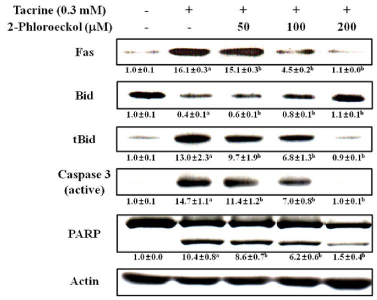 Effect of 2-phloroeckol on cell-death protein expression in tacrine-treated HepG2cells