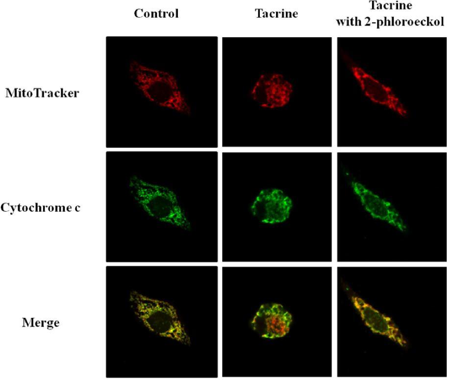 Effect of 2-phloroeckol on cytochrome c release in tacrine-treated HepG2 cells.