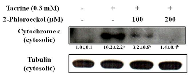 Effect of 2-phloroeckol on cytochrome c release in tacrine-treated HepG2 cells.