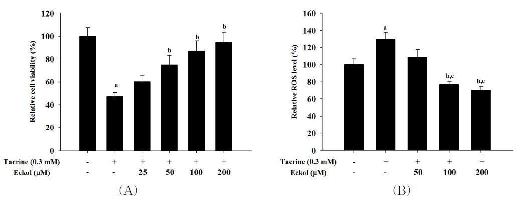 Hepatoprotective effect of eckol on tacrine-treated HepG2 cells.