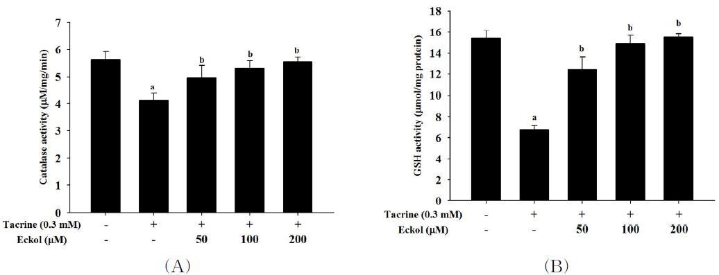 Effect of eckol on catalase and GST activities in tacrine-treated HepG2 cells.