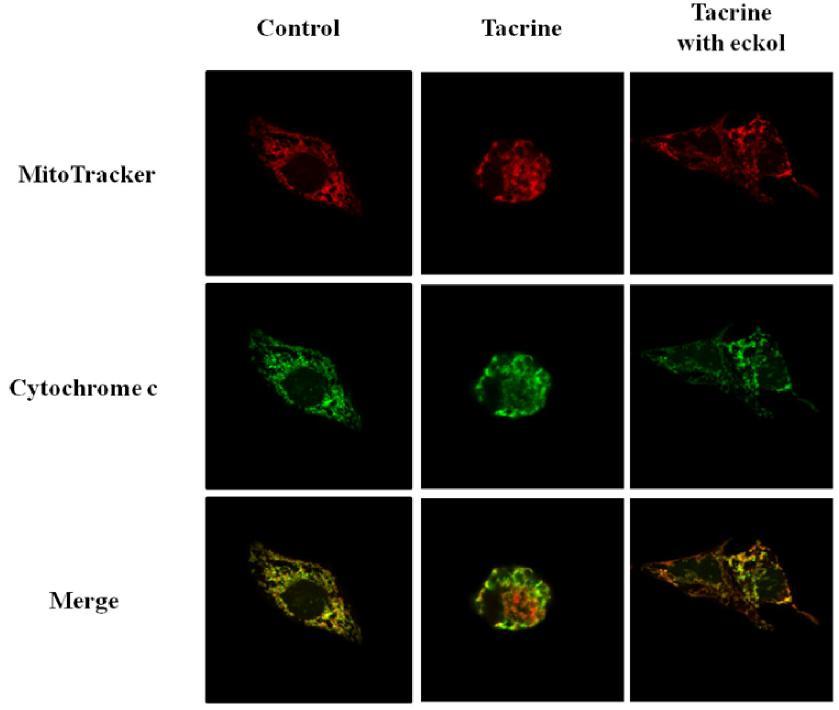 Effect of eckol on cytochrome c release in tacrine-treated HepG2 cells.