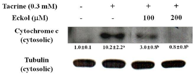 Effect of eckol on cytochrome c release in tacrine-treated HepG2 cells.