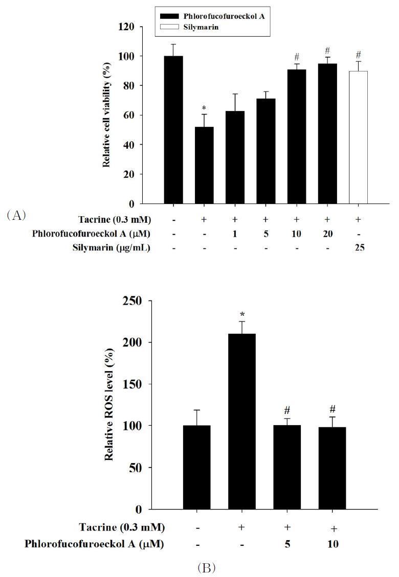 Hepatoprotective effect of phlorofucofuroeckol A on tacrine-treated HepG2 cells