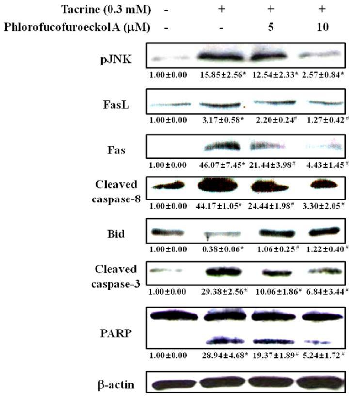 Effect of phlorofucofuroeckol A on cell-death protein expression in tacrine-treated HepG2 cells.