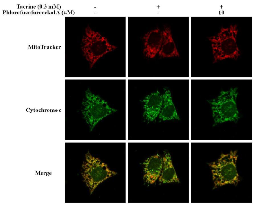 Effect of phlorofucofuroeckol A and eckolon cytochrome c release in tacrine-treated HepG2 cells.