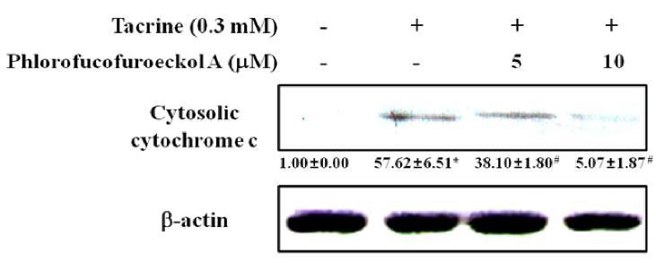 Effect of eckol and phlorofucofuroeckol A on cytochrome c release in tacrine-treated HepG2 cells.