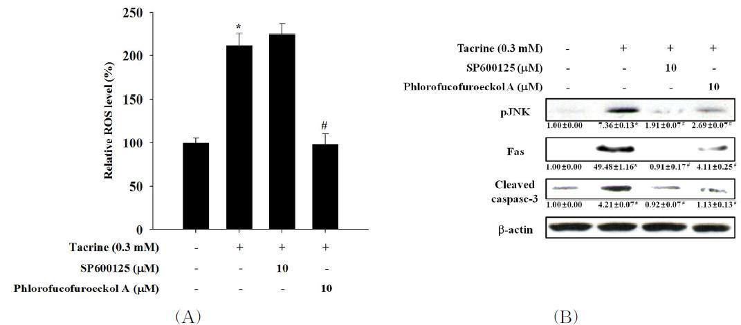 Effect of phlorofucofuroeckol A on ROS and JNK phosphorylation ntacrine-treated HepG2 cells.