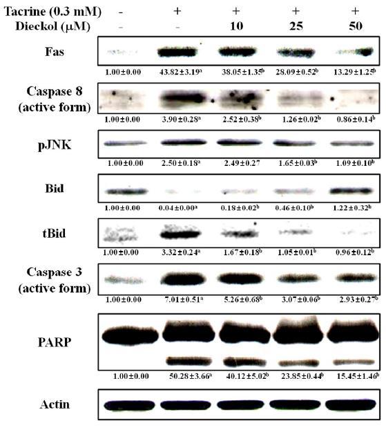 Effect of dieckol on cell-death protein expression in tacrine-treated HepG2 cells.