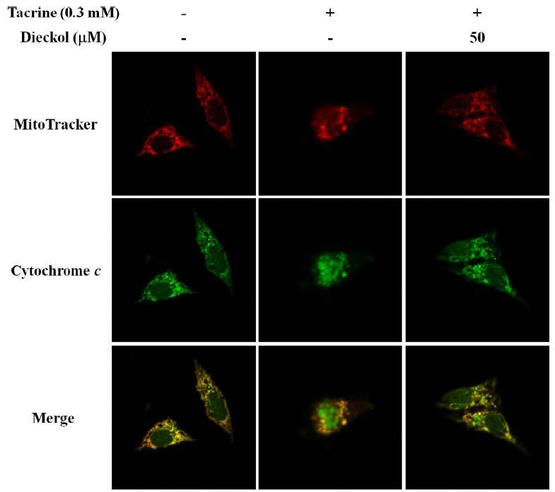 Effect of dieckol on cytochrome c release in tacrine-treated HepG2 cells.