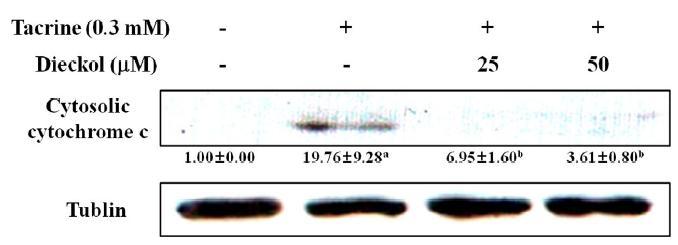 Effect of dieckol on cytochrome c release in tacrine-treated HepG2 cells