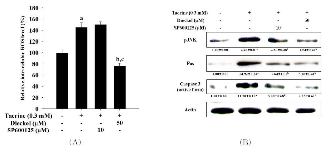 Effect of dieckol on ROS and JNK phosphorylation intacrine-treated HepG2 cells.