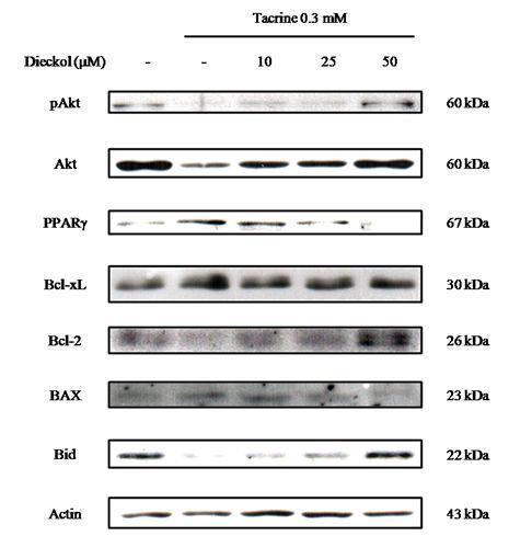 Effect of dieckol on apoptotic protein expression.