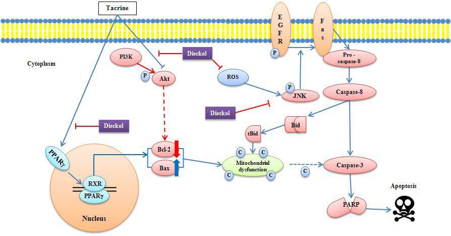 Signal pathway of hepatoprotection of dieckol.