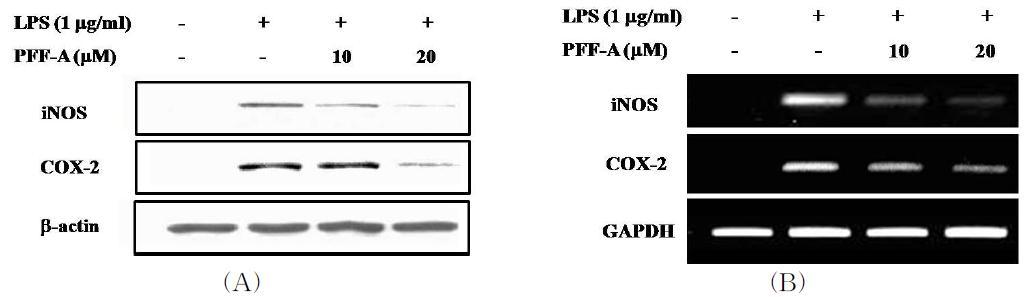 Effects of PFF-A on the LPS-induced iNOS and COX-2expressions in BV2 cells.