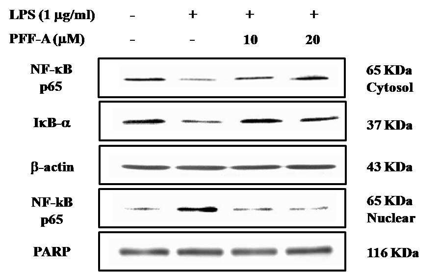 Suppressive effect of PFF-A on phosphorylation of IkB-a and nuclear translocation of NF-kB in the LPS-treated in BV2 cells