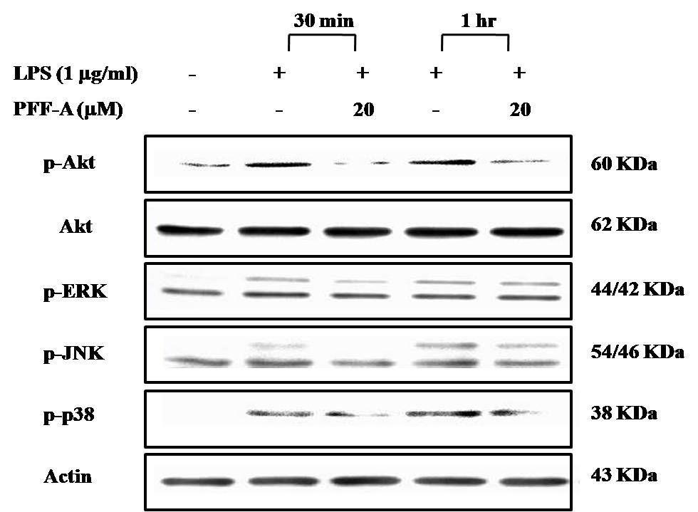 Effects of PFF-A on the phosphorylation of Akt,ERK,JNK,and p38 MAPK in theLPS-treated in BV2 cells.