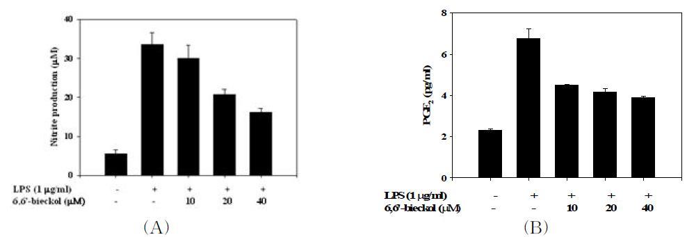 Effects of 6,6-bieckolon theLPS-induced NO and PGE2 production in BV2 cells