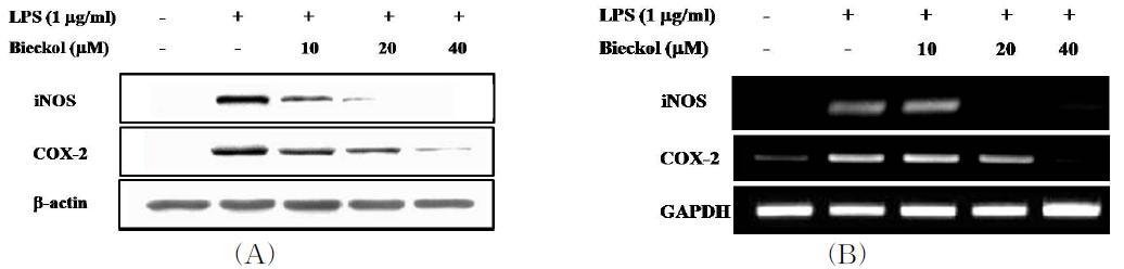 Effects of 6,6-bieckol on the LPS-induced iNOS and COX-2 expressions in BV2 cells.