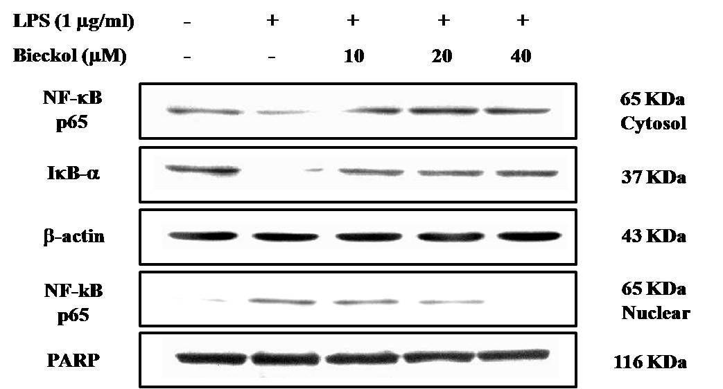 Suppressive effect of 6,6-bieckolon phosphorylation ofIkB-a and nuclear translocation of NF-kB in the LPS-treated in BV2 cells.