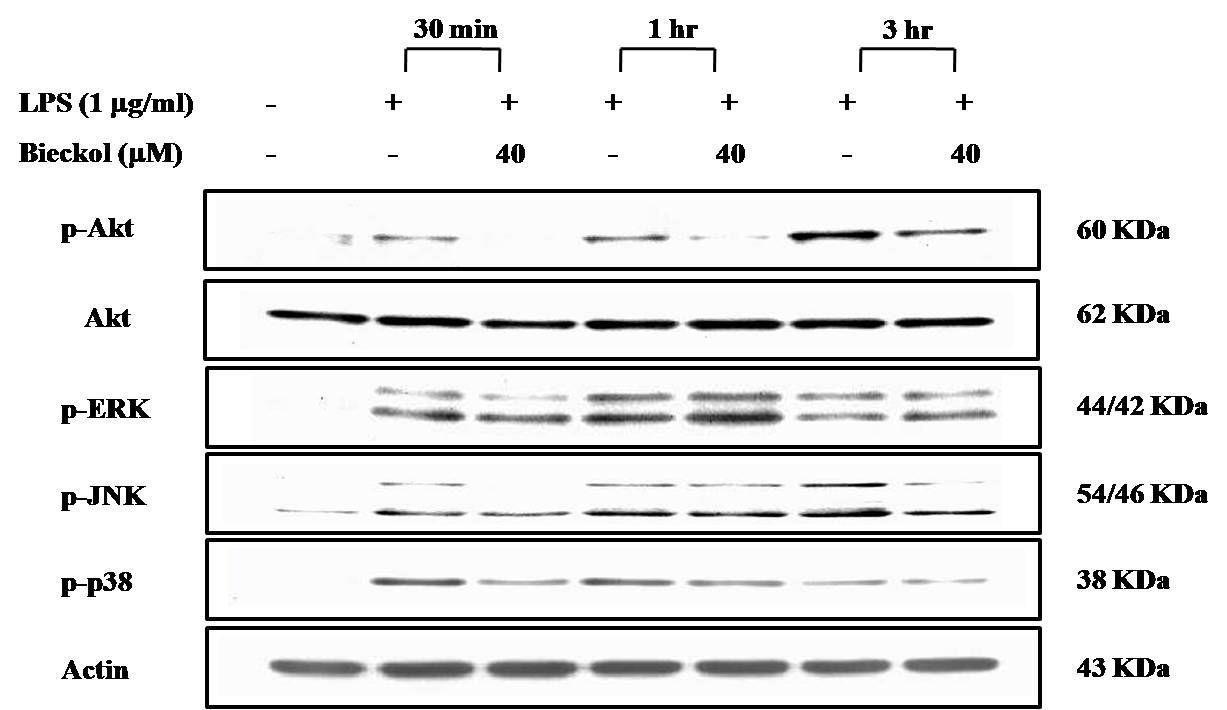 Effects of 6,6-bieckolon the phosphorylation ofAkt,ERK,JNK, and p38 MAPK in the LPS-treated in BV2 cells