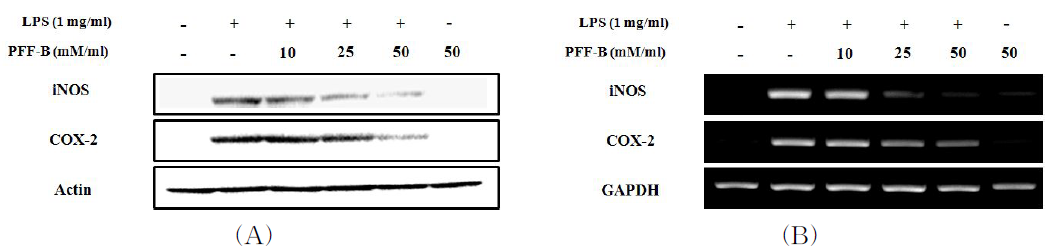 Effects of phlorofucofuroeckol B on the LPS-induced iNOS and COX-2expressionsin BV2cells.