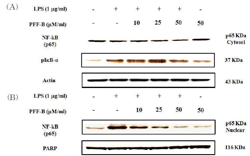 IκB-α phosphorylation and NF-κB activation by phlorofucofuroeckol B in BV2 microglialcells.