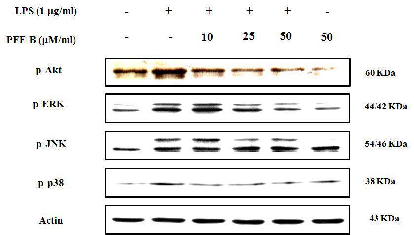 The effect of phlorofucofuroeckol B on PI3K/Akt and MAPKspathway in LPS-induced BV2 microglial cells.