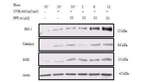 EffectofphlorofucofuroeckolA on UVB-induced JB6 cells.