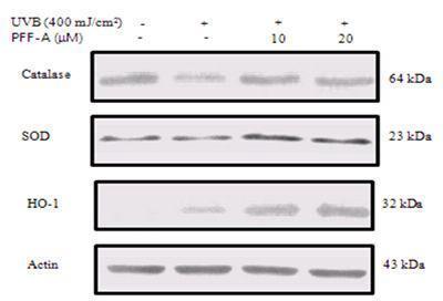 Effect of phlorofucofuroeckol A on UVB-induced JB6 cells