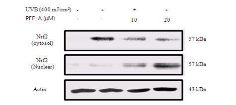 Effect of phlorofucofuroeckol A on Nrf2 activation in UV B-induced JB6 cells.