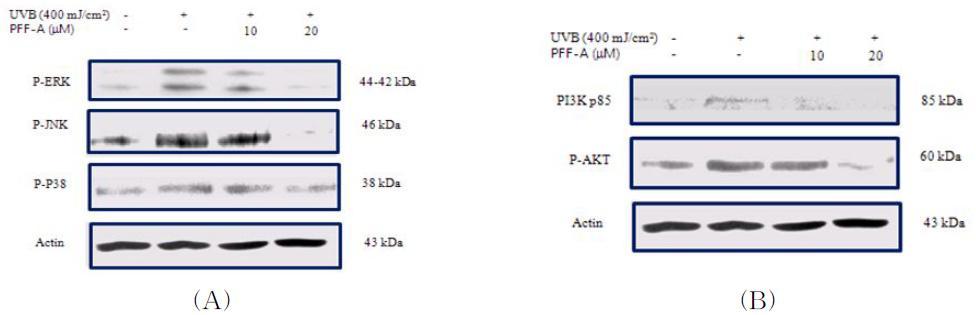 Effect of PFF-A pretreatment on UVB-caused in JB6 cells.