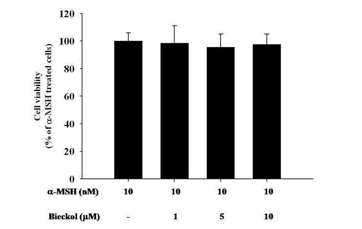 Effects of 6,6‘-bieckol on the proliferation of B16 melanoma cells.