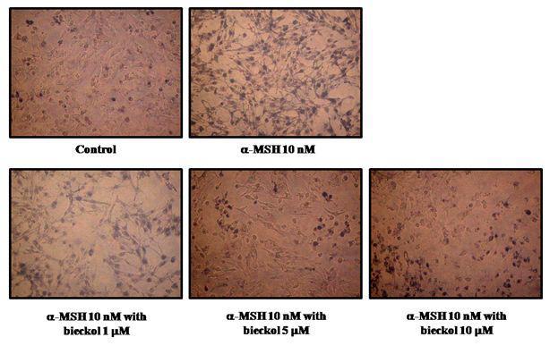 Effects of 6,6‘-bieckol on the melanin production