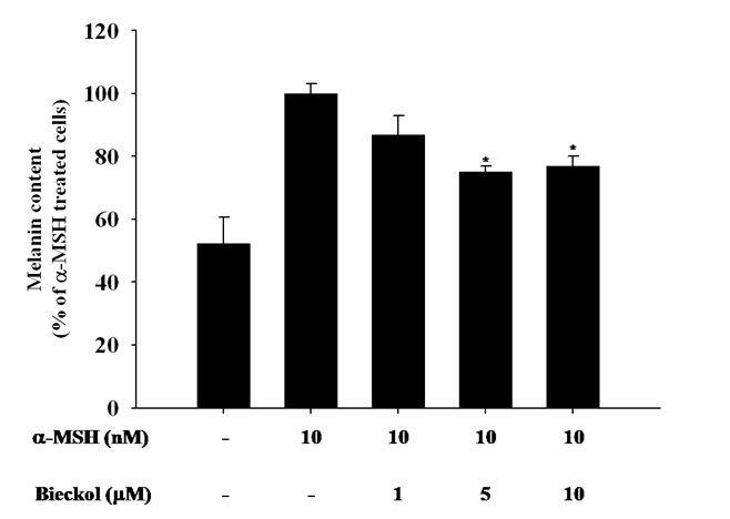 Effects of 6,6‘-bieckol on melanin content in B16 cells.