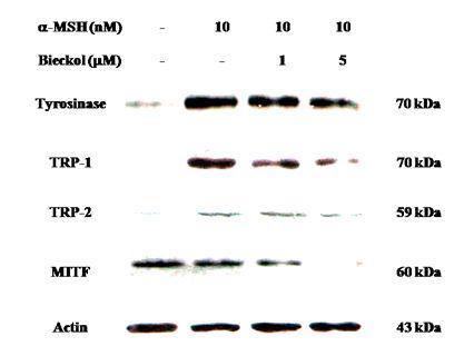 Effects of 6,6 -bieckol on the expression of tyrosinase, TRP-1, TRP-2,and MITF in α-MSH-induce B16 cells