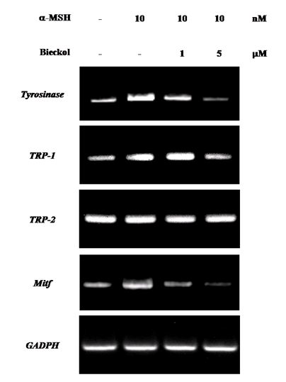 Effects of6,6 -bieckol on the expression of tyrosinase, TRP-1, TRP-2,and MITF in α-MSH-induced B16 cells