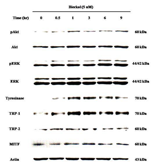 Effects of 6,6 -bieckol on the EKR and Akt pathway in a-MSH-induced B16 cells