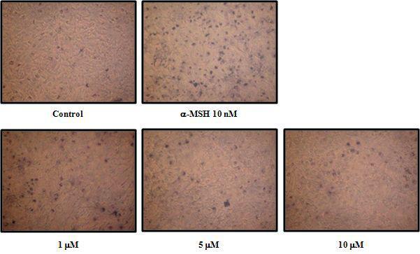 Effects of dieckol on the melanin production.