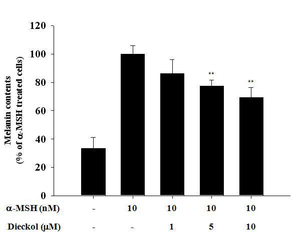 Effects of dieckol on melanin content in B16 cells.